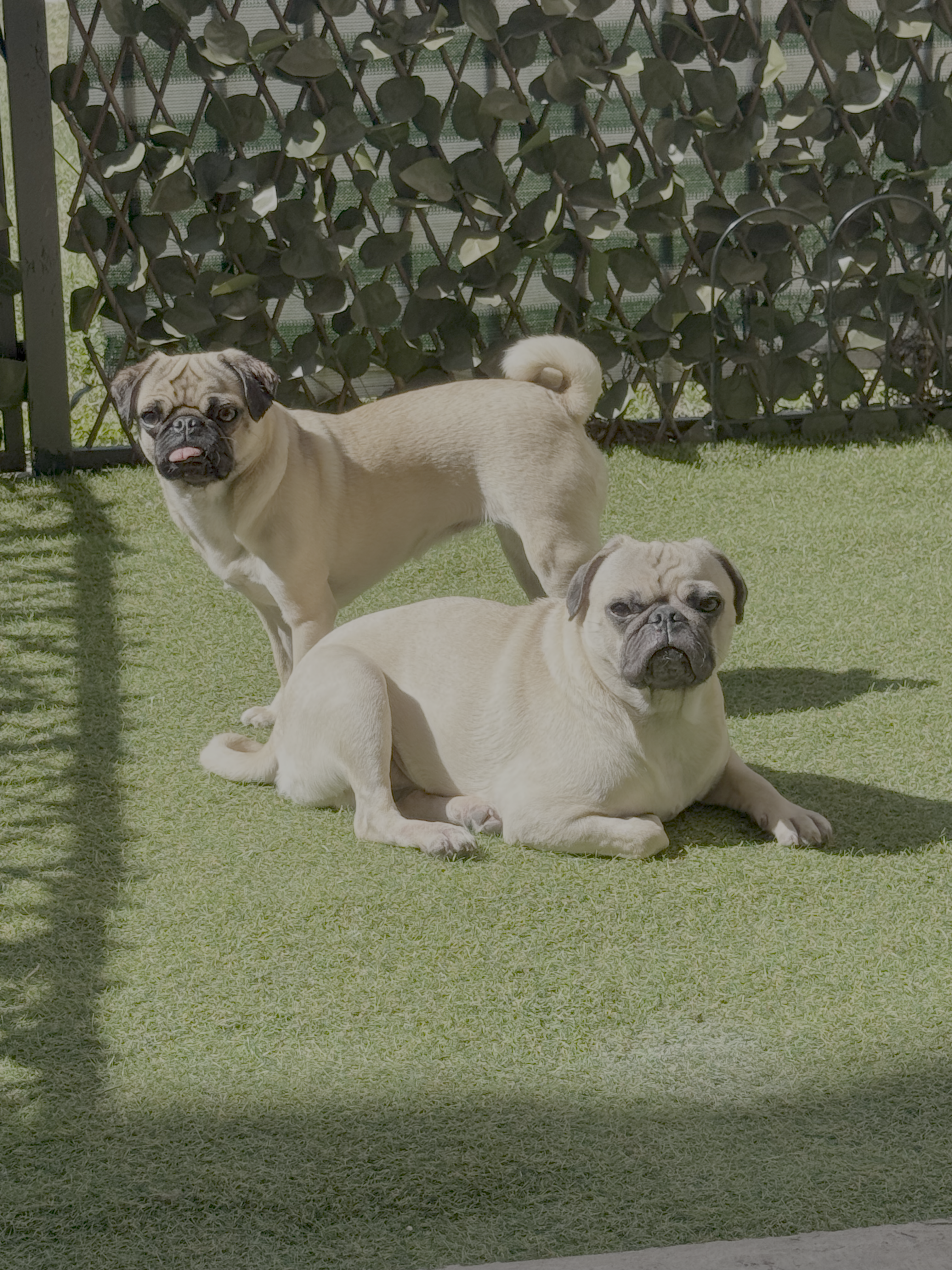 Taylor and Bentley the pugs